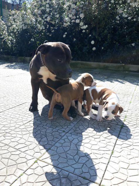 ALLEVAMENTO E CUCCIOLI AMSTAFF IN BASILICATA - Foto 3