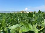 Seminativo in vendita a Castegnero