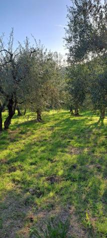 Terreno agricolo in vendita a Castelfranco di Sotto 5340 mq Rif: 1452784 - Foto 2