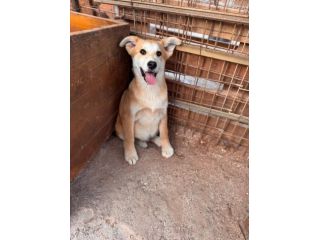 BERRY, BAMBI, BRUNO, BOWIE E BOLT, 6 MESI E MEZZO CERCANO CASA! FORZAA!