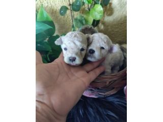 Adorabili Maltipoo nano e toy