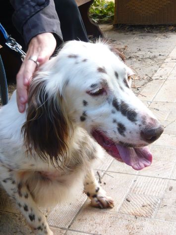 ARTU', fantastico setter inglese - Foto 5