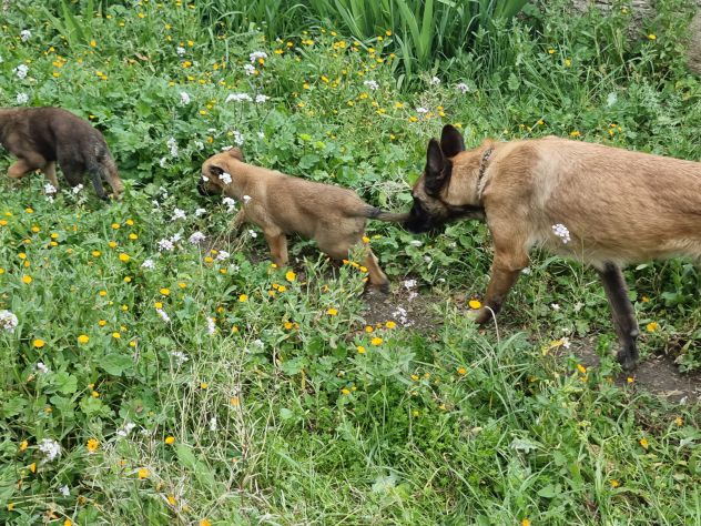 Cuccioli Pastore Belga Malinois Taranto e province Bari Lecce Brindisi Foggia - Foto 5