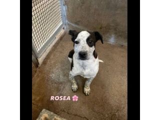 MAURA, VARCO, ROSEA, PEPPINO, CUCCIOLI IN ADOZIONE