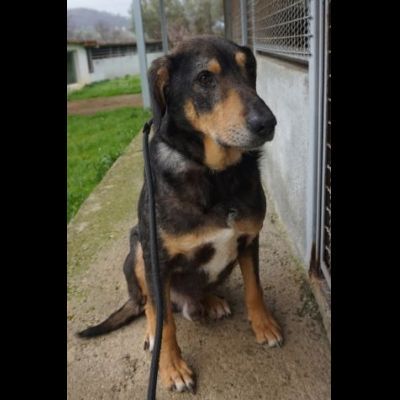 STILTON CERCA SALVEZZA CANE IN ADOZIONE - Foto 2