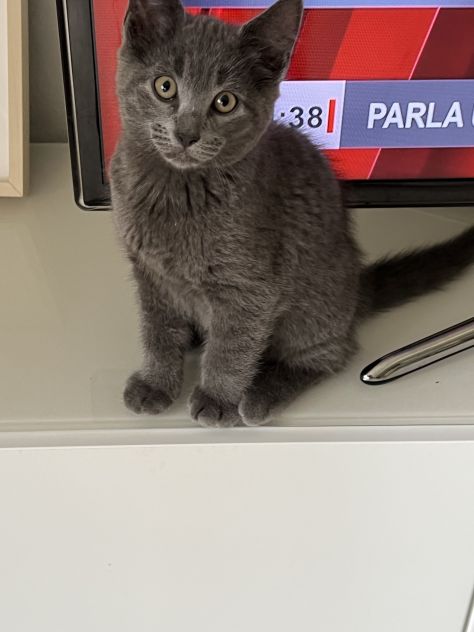 Gattino Certosino Tip. - Foto 5