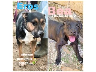 Eros e Bea due amici fedeli in adozione
