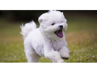 piccoli di maltese