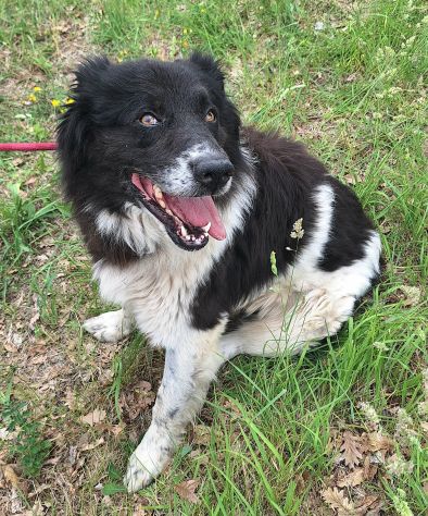 Cosmo 3 anni mix border collie - Foto 4