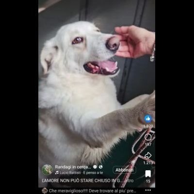 SONNY  molto affettuoso, CANE IN ADOZIONE - Foto 6