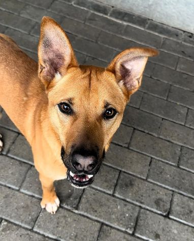 SIMBA  SIMPATICO LUPETTO - Foto 3