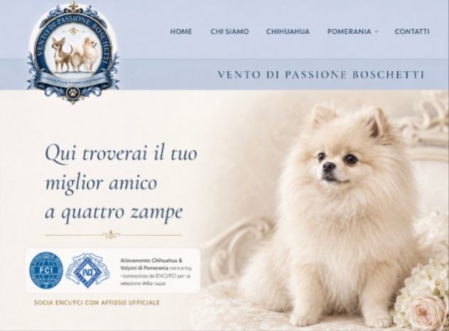 Volpino di pomerania pedigree - Foto 2