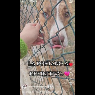 LO SGUARDO DI MACCHIA, GIOVANE CAGNOLINA IN ADOZIONE - Foto 4