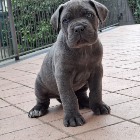 Cuccioli cane corso - Foto 5
