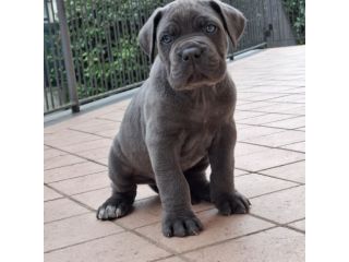 Cuccioli cane corso