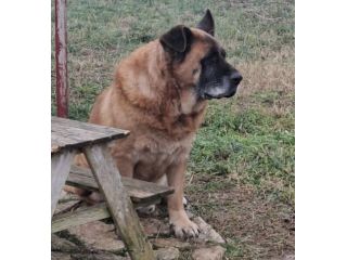 TYSON, dopo una vita a catena, per lui desideriamo una bella adozione