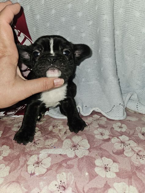 Bulldog francese - Foto 9