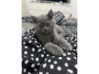 Gattina British Shorthair