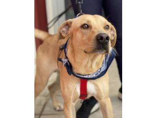 Tuono, cucciolo di 2 anni in adozione