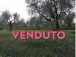 Terreno agricolo in vendita a Orceto - Casciana Terme Lari 3975 mq  Rif: 1223667