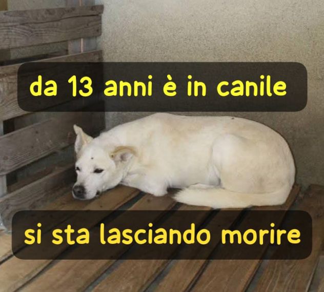 HARRY 13 ANNI taglia media IN CANILE DA SEMPRE - Foto 3