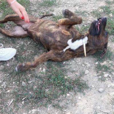 KIM COCCOLONE MERAVIGLIOSO CANE IN ADOZIONE - Foto 6