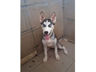 Simil Husky in adozione