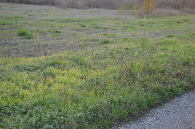 Terreno industriale 6.500 mq. vendesi Zai Buttapietra (VR)