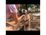 LEO ADORABILE E COCCOLONE CANE IN ADOZIONE