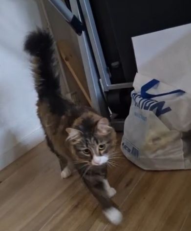 GATTI ADULTI - Foto 2