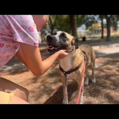 LEO ADORABILE E COCCOLONE CANE IN ADOZIONE