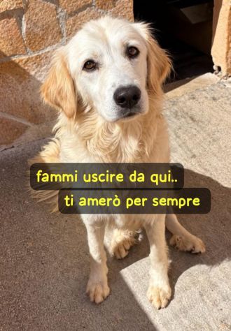 KELLY 2/3 ANNI SIMIL GOLDEN RETRIEVER