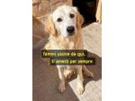 KELLY 2/3 ANNI  SIMIL GOLDEN RETRIEVER