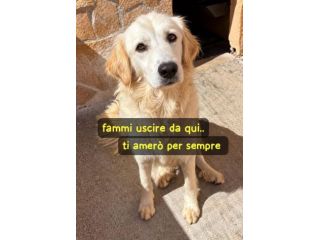 KELLY 2/3 ANNI SIMIL GOLDEN RETRIEVER