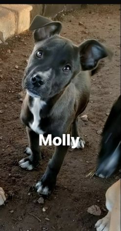 Molly dolcissima cucciola di pitbull