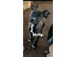 Molly dolcissima cucciola di pitbull