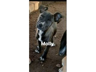 Molly dolcissima cucciola di pitbull