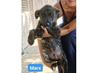 Marx , Freud, Hegel, Renée, cuccioli in adozione