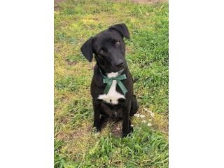 FINN cagnolino in adozione tg. medio piccola cerca una famiglia apri il suo box