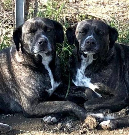 Gemma e Giada sorelline vivaci e allegrotte