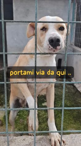 ROSE 5 ANNI taglia media LE MANCA UN OCCHIO