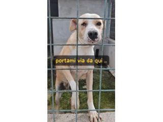 ROSE 5 ANNI taglia media LE MANCA UN OCCHIO