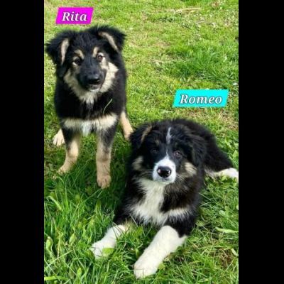 CUCCIOLI IN ADOZIONE - Foto 8
