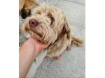 Gigi simil lagotto