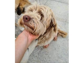 Gigi simil lagotto