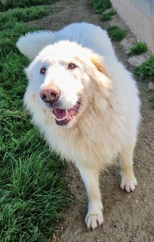 Molly,non deve spegnersi in canile... - Foto 8