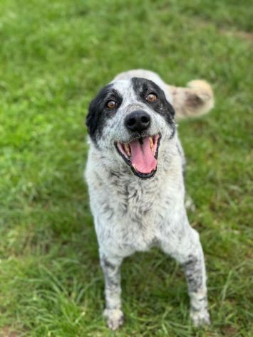 ESCAPE cacciatore di abbracci, CANE IN ADOZIONE - Foto 4