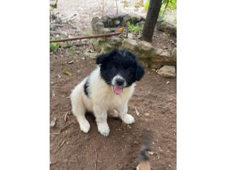 Mimì cucciola