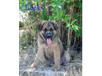 Locky dolcissimo cucciolo incrocio akita in adozione