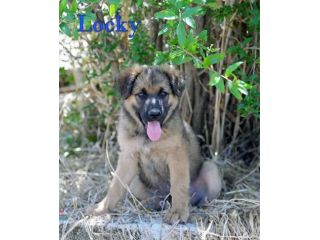 Locky dolcissimo cucciolo incrocio akita in adozione